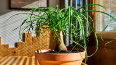 A ponytail palm in a terracotta planter