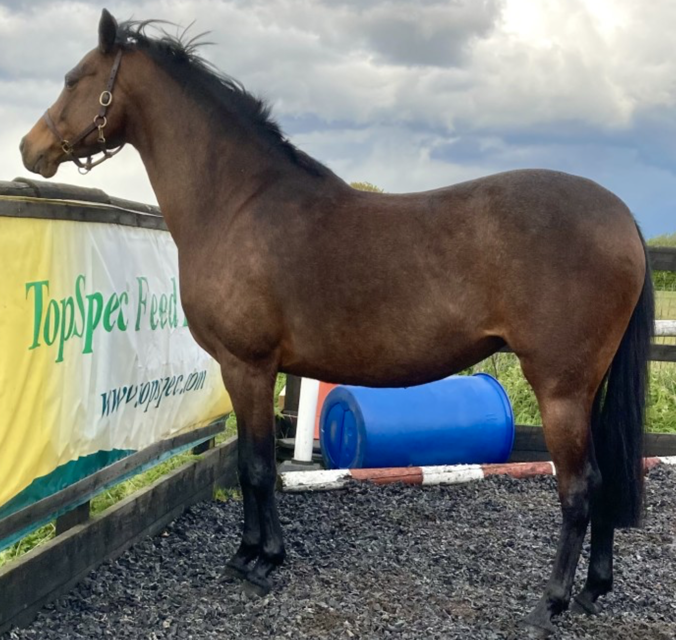 Broodmares for sale