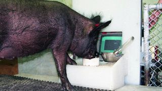 Ebony the pig is gaming.