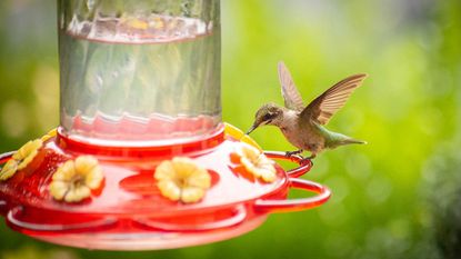 hummingbird feeding on bird feeder