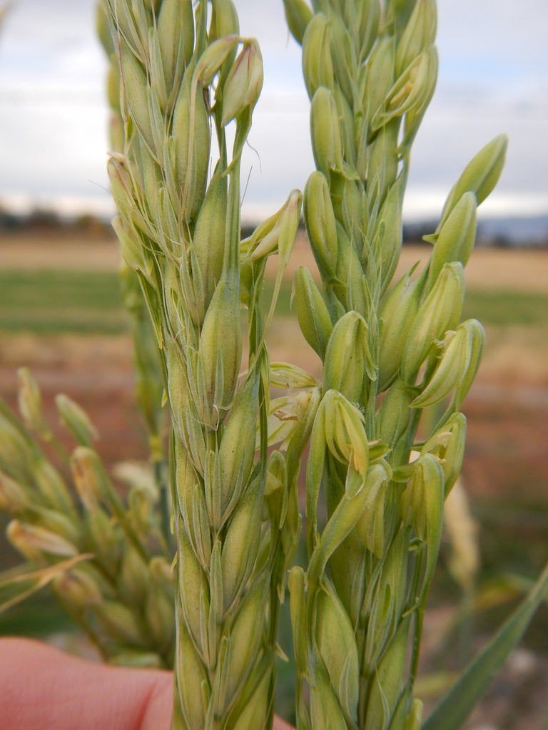 2 row barley