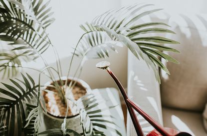 house plant demand lockdown bamboo aloe