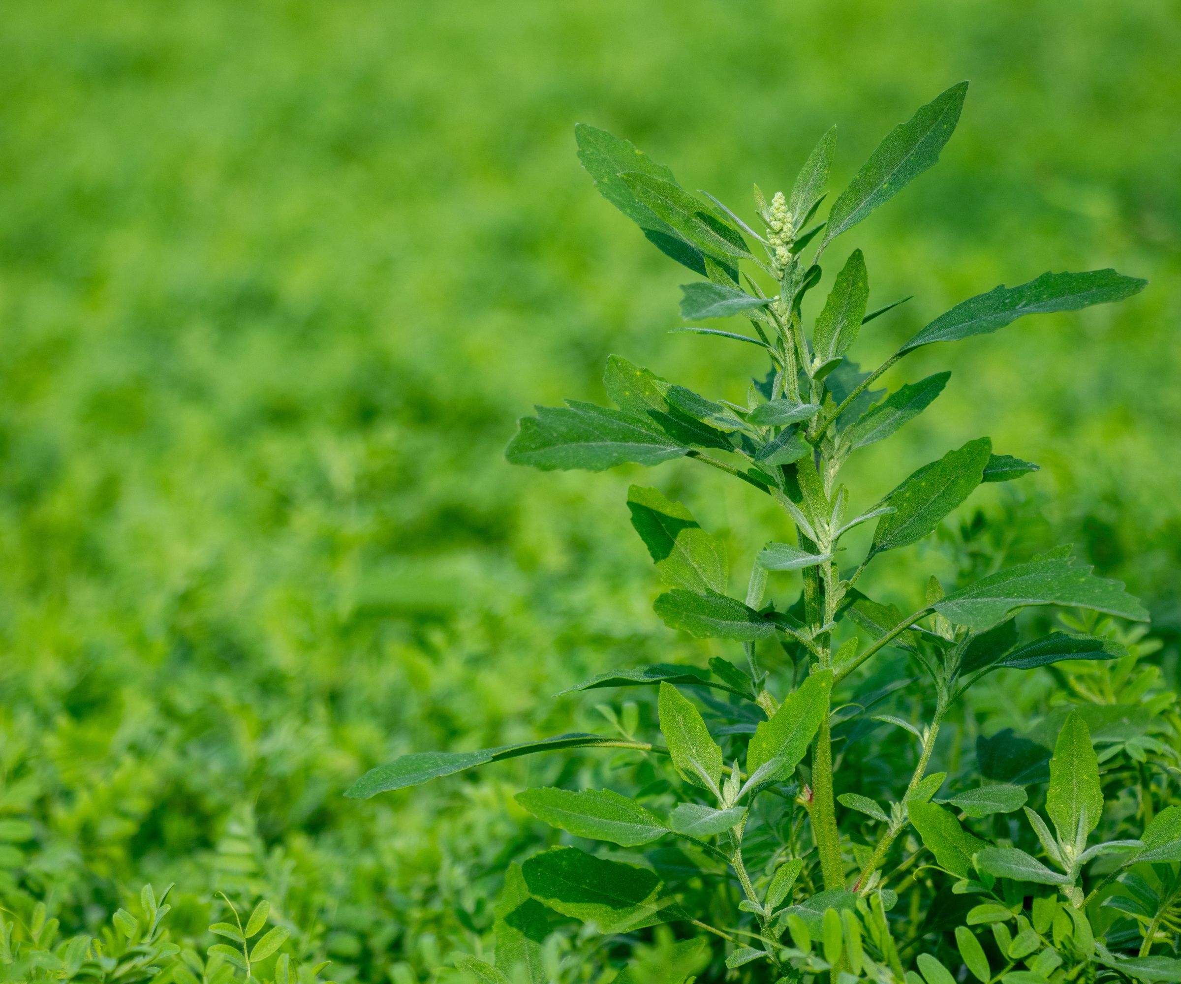 Lambs quarters Chenopodium is a fast growing, hardy annual plant commonly found in gardens, fields, and disturbed soils. It has upright, branching stems that can grow up to 1 to 2 meters tall