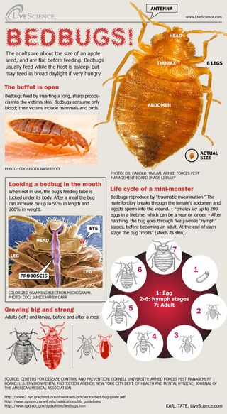 Life cycle and other details on the fearsome bedbug.