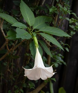 White brugmansia in flower