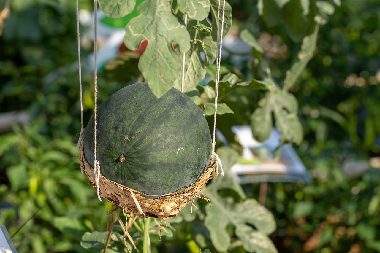 How to grow watermelon Homes & Gardens