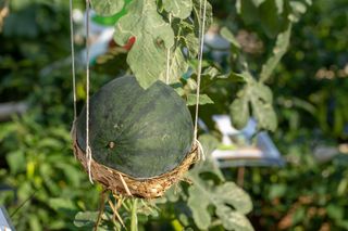 watermelon plant growing up a trellis with fruit supported by a basket