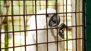 White bird in bird cage