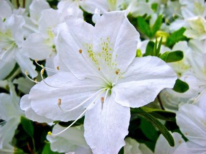 Close Up Of White Flowers