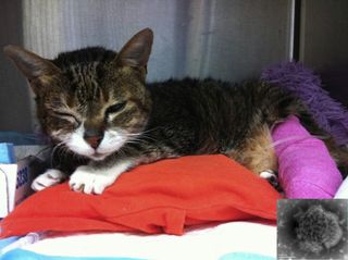 A sick cat with IVs and a cast.