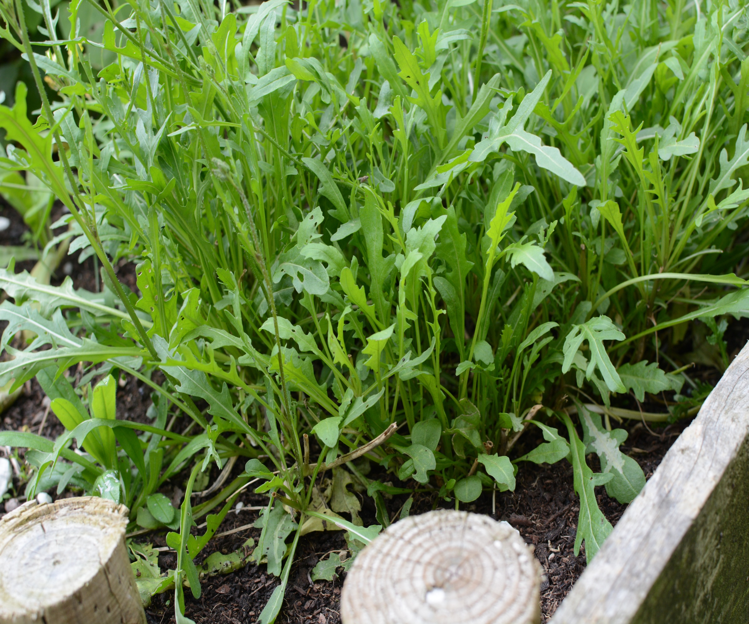 Peppery rocket growing at the edge of a wooden raised bed