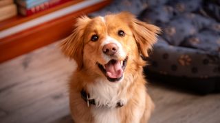 Dog looking up at camera, appearing to be smiling