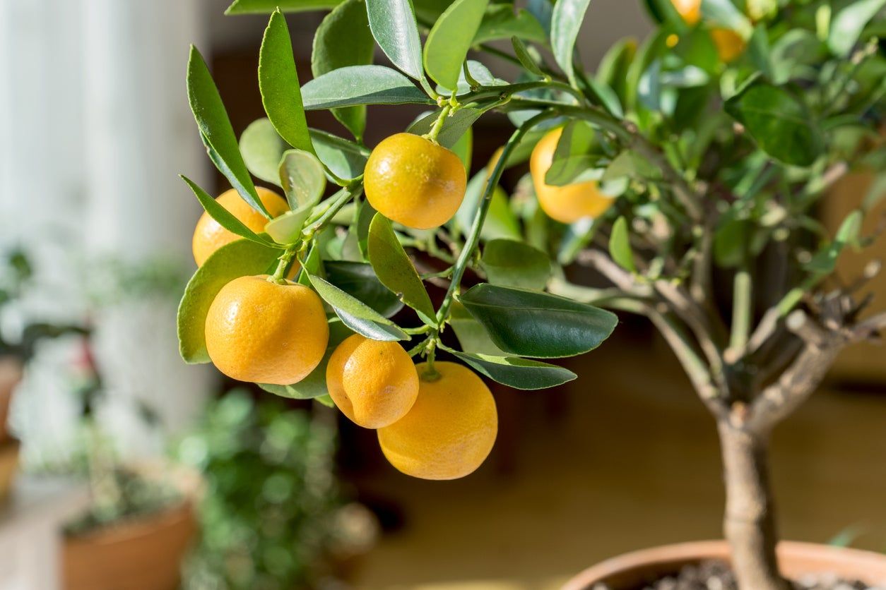 Indoor Potted Citrus Tree