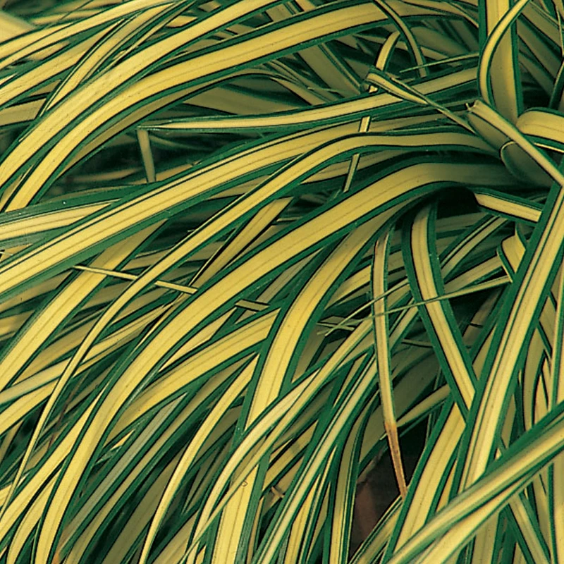 Evergold Sedge