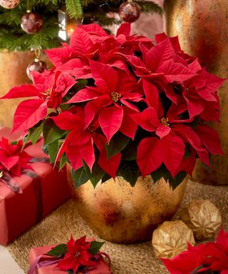 red poinsettia in gold pot