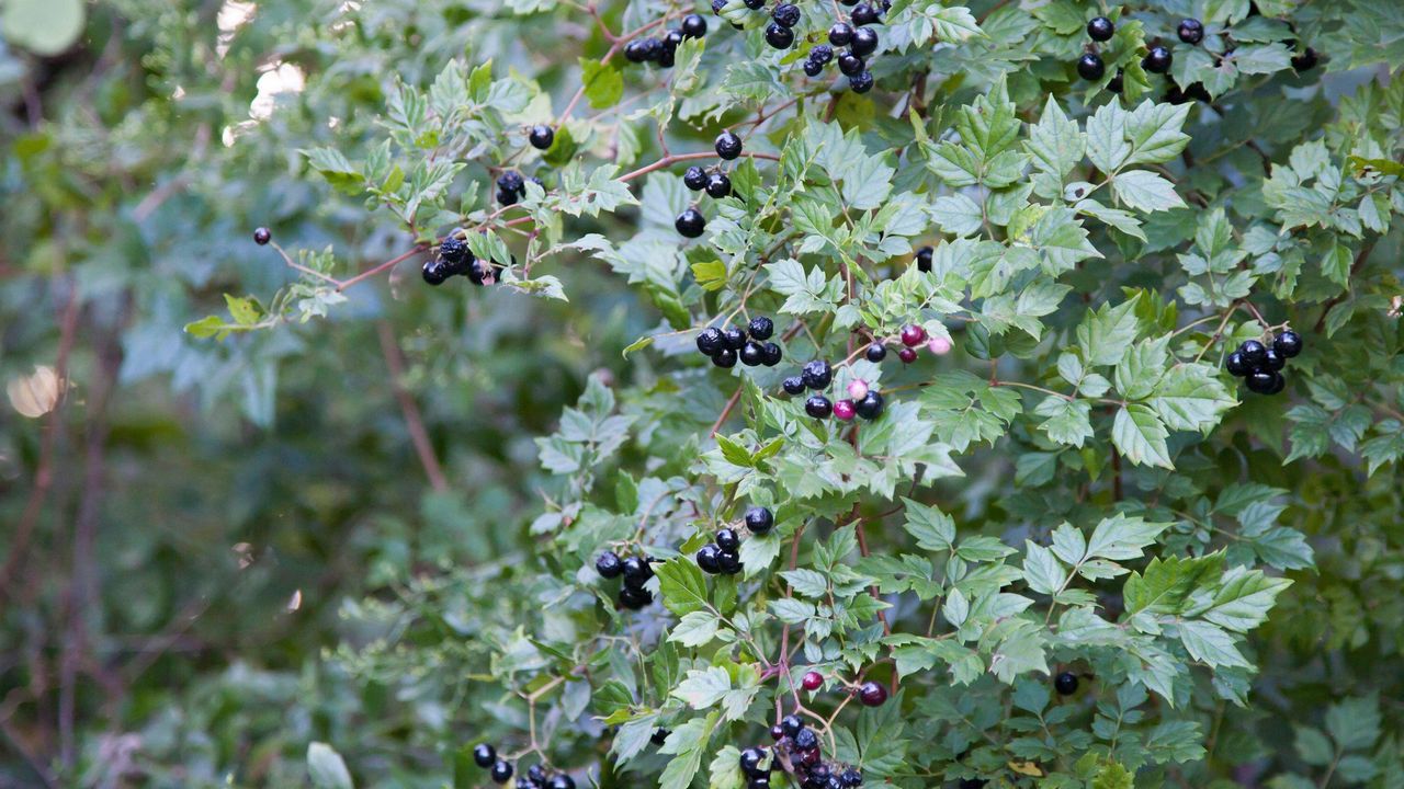 A Florida Privet hedge with pale green leaves and berries 