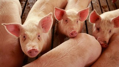 pigs at US farm 