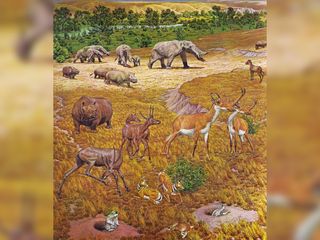 serengeti, fossils, ancient texas, paleontology, gomphotheres, rhinos, horses, antelopes, works progress administration, wpa, great depression, miocene