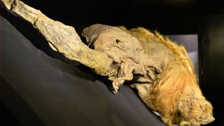 The frozen carcass of a 39,000-year-old woolly mammoth from the Siberian permafrost.