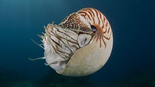 Nautilus pompilius mollusk floating in the ocean
