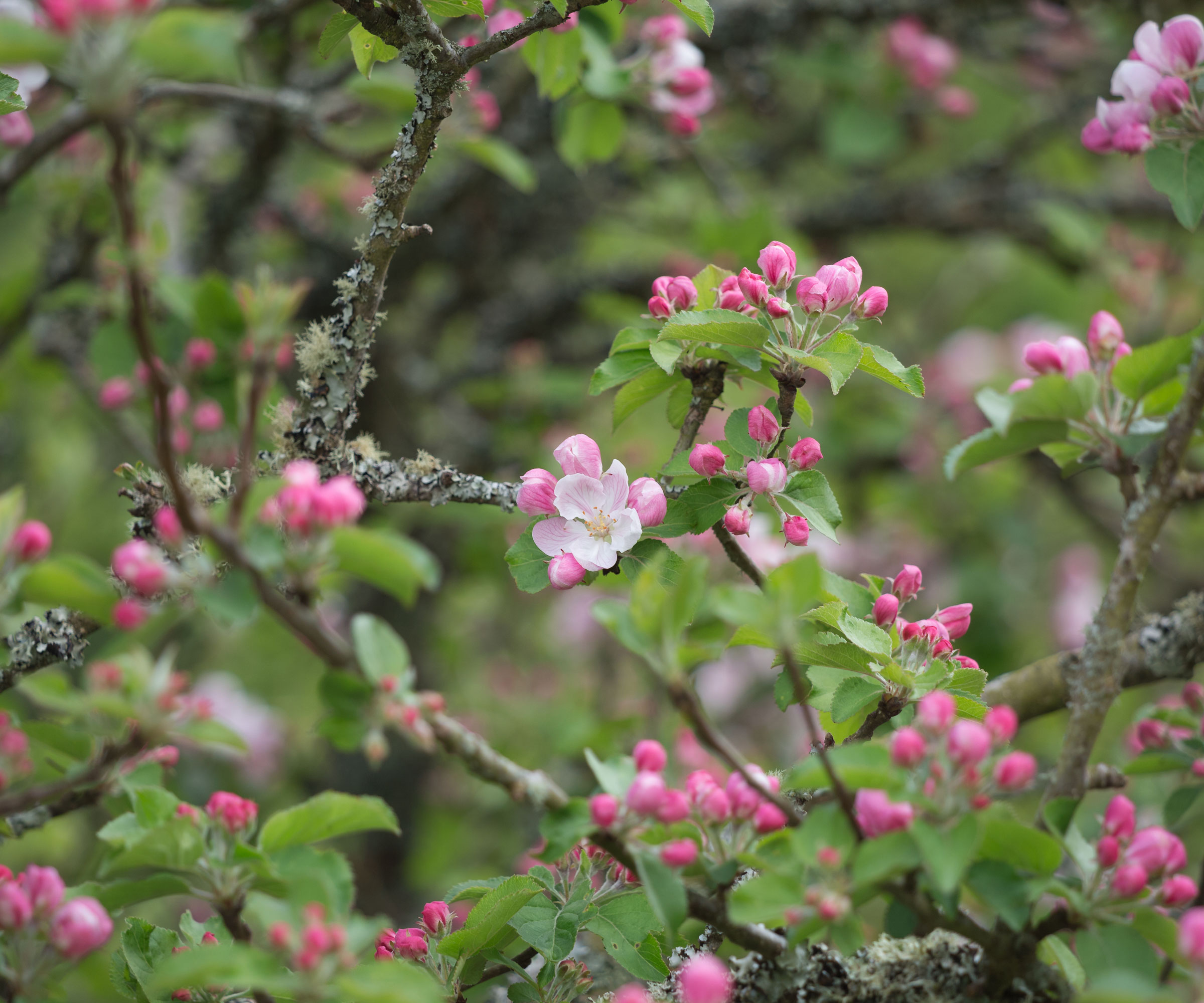 branches of pink crab apple tree blossom and foliage