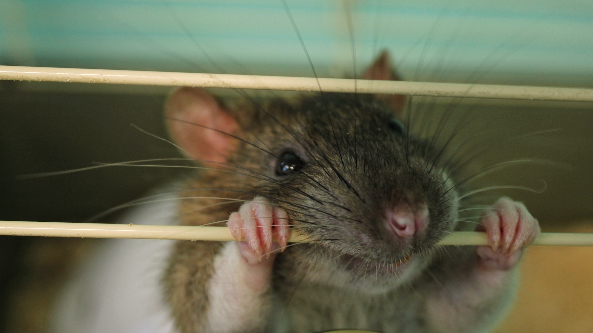 a mouse leans his face against the bars of a cage, making it appear like he&#039;s flossing