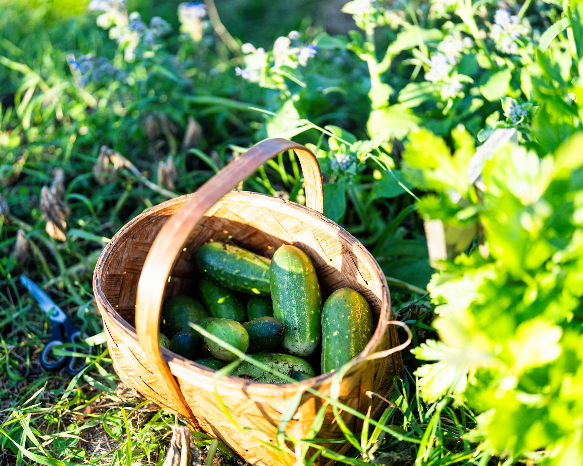 basket of harvested cucumbers