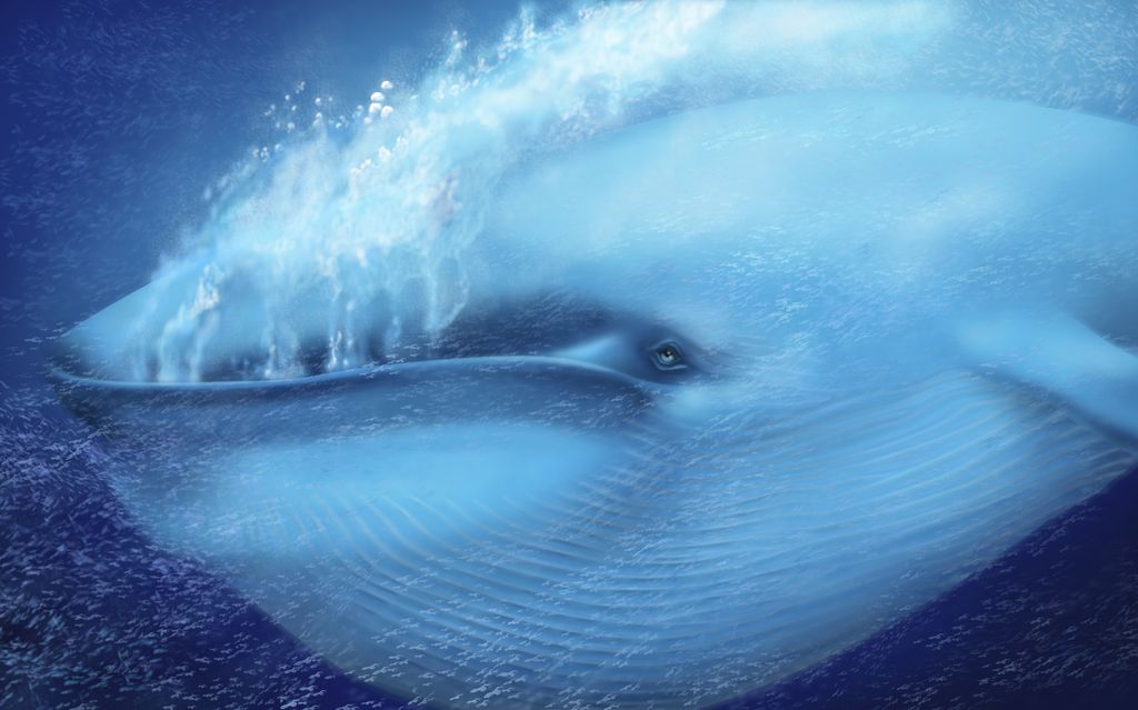 A Blue Whale Had His Heartbeat Taken for the First Time Ever - And Scientists Are Shocked