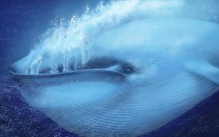 Blue whales are the largest animals to ever live on Earth.