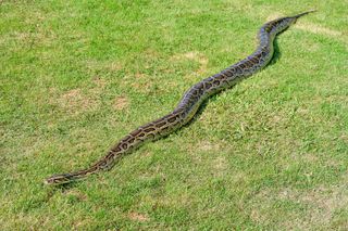 largest animals reticulated python