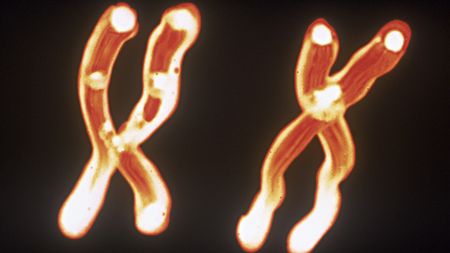 An illustration of X chromosomes