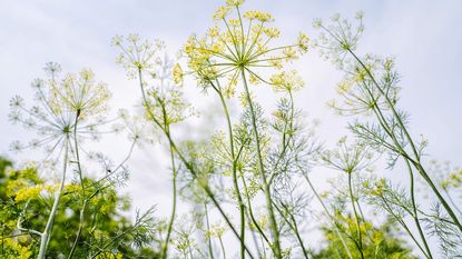upward view of yellow and green blooming dill