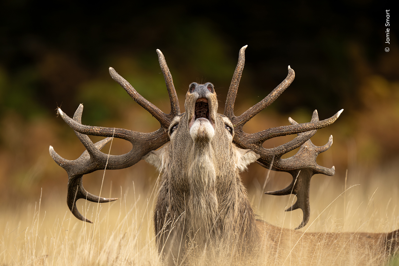 Majestic stag with large antlers roars in a field of tall, golden grass. The background is softly blurred, creating a dramatic, autumnal atmosphere