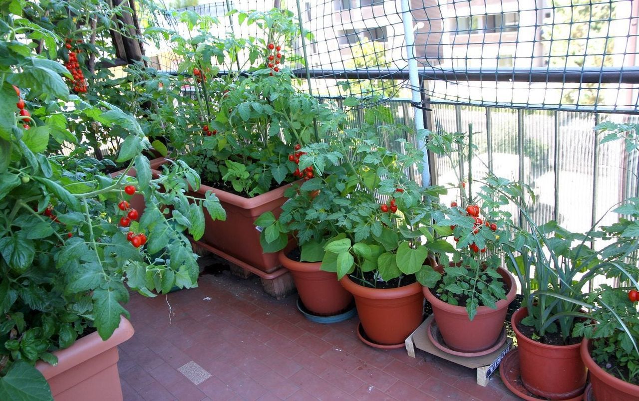 Several Potted Tomato Plants On Balcony