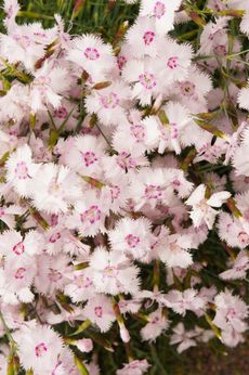 The shaggy-petalled 'pheasant's-eye' pink (Dianthus plumarius).