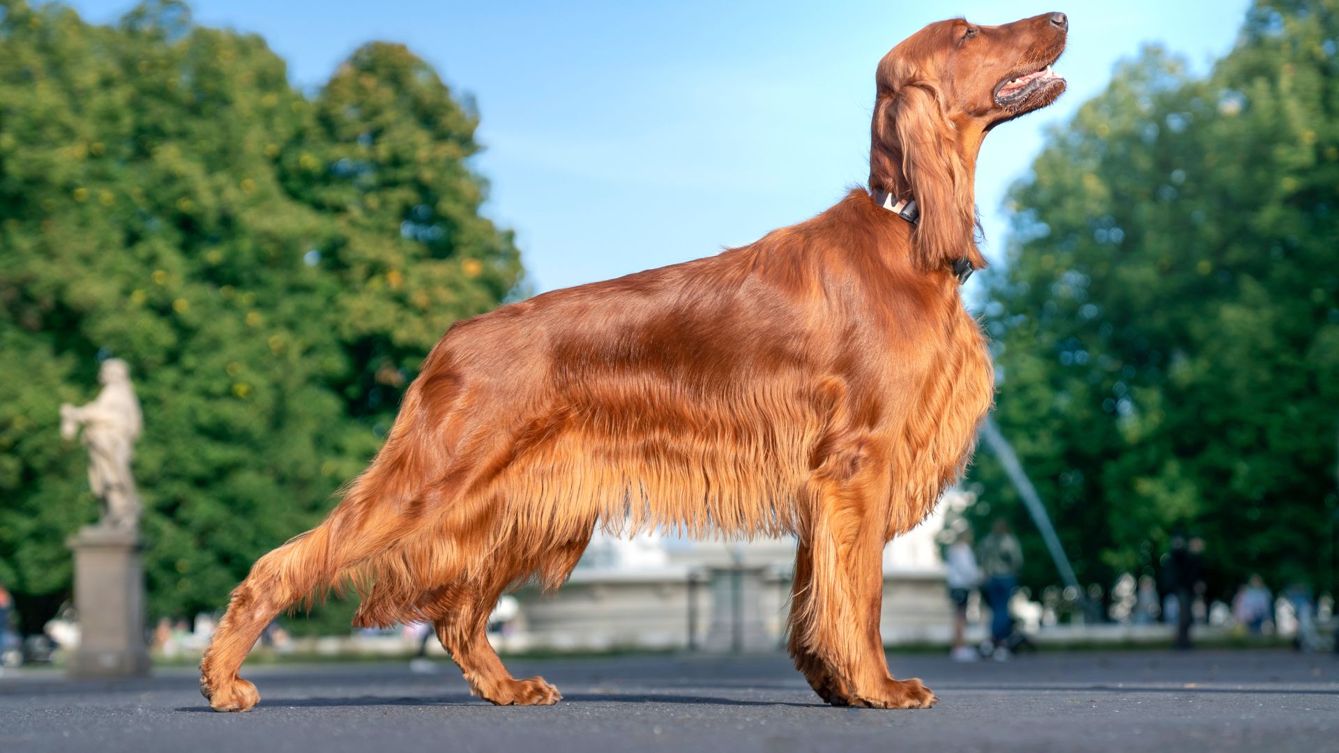 Irish Setter with floppy ears