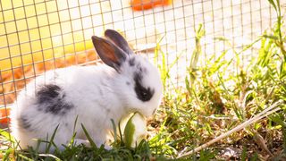 rabbit eating an apple