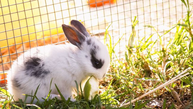 32 surprising things rabbits can eat | PetsRadar