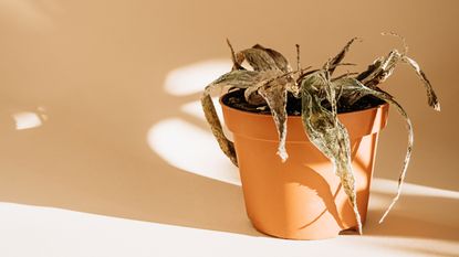Brown aloe plant in a pot
