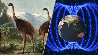 Split image showing an illustration of the giant moa and Earth's magnetic field.