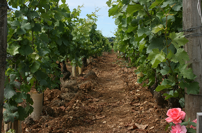 Clos de Tart vineyards