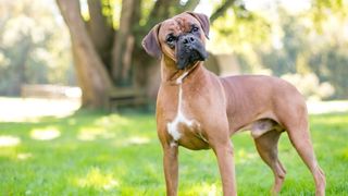 Boxer dog standing in grass