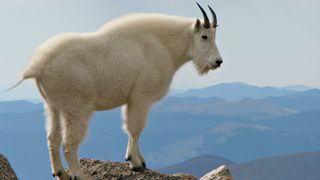 A mountain goat