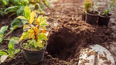 A gardener is planting a small potted magnolia into soil with a spade