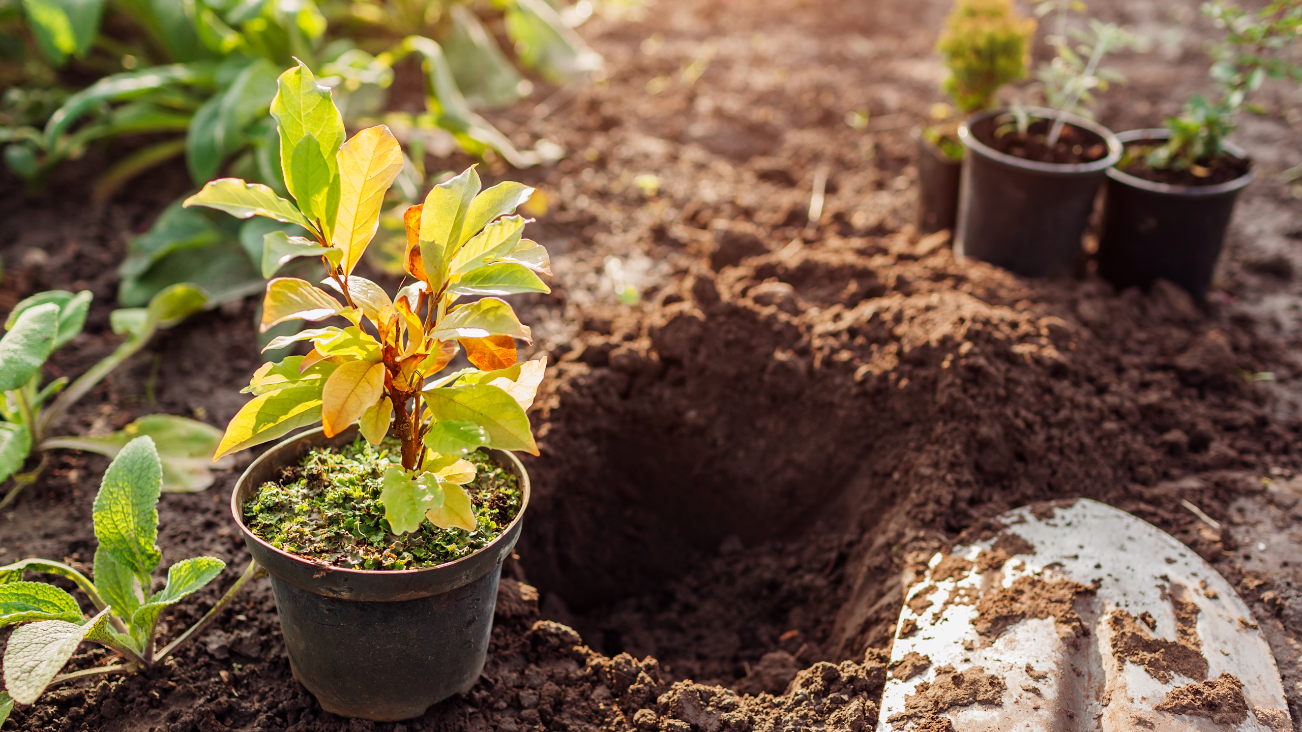 A gardener is planting a small potted magnolia into soil with a spade