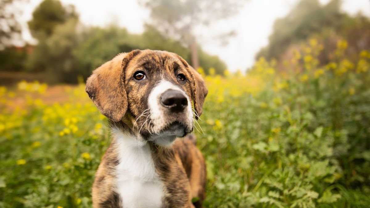 32 of the easiest dog breeds to take care of PetsRadar