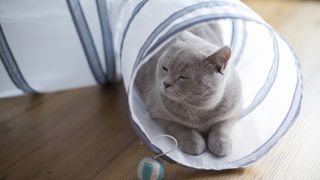 a grey cat lies in a cat tunnel