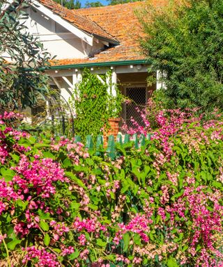 Weigela 'Florida Pink Princess' growing through a wooden picket fence