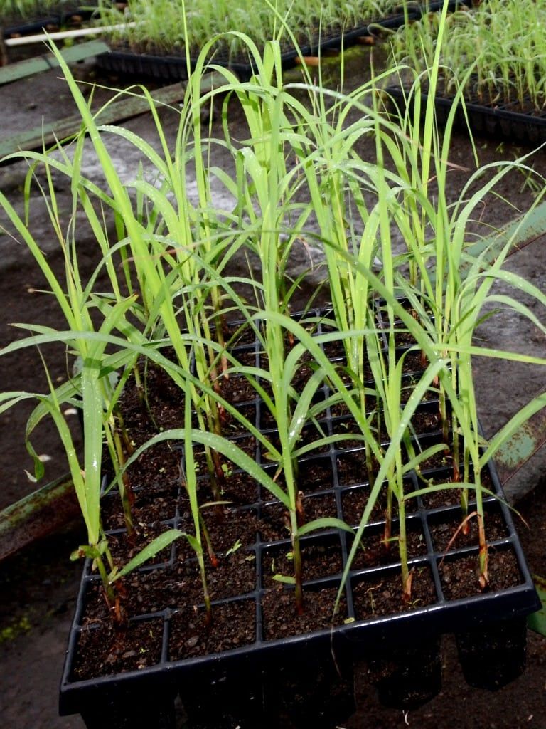 Multiple Small Black Containers Growing Sugarcane