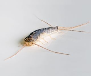 Macro photo of a Gray silverfish (Ctenolepisma longicaudatum) on a white background
